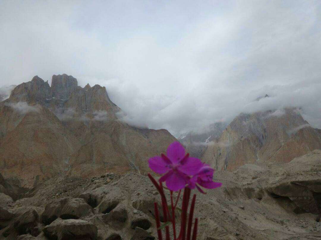 Image of willowherb