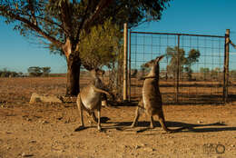 Macropus fuliginosus (Desmarest 1817) resmi