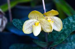 Image of One colored Paphiopedilum