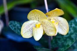 Image de Paphiopedilum concolor (Lindl. ex Bateman) Pfitzer