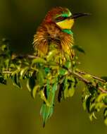 Image of bee-eater, european bee-eater