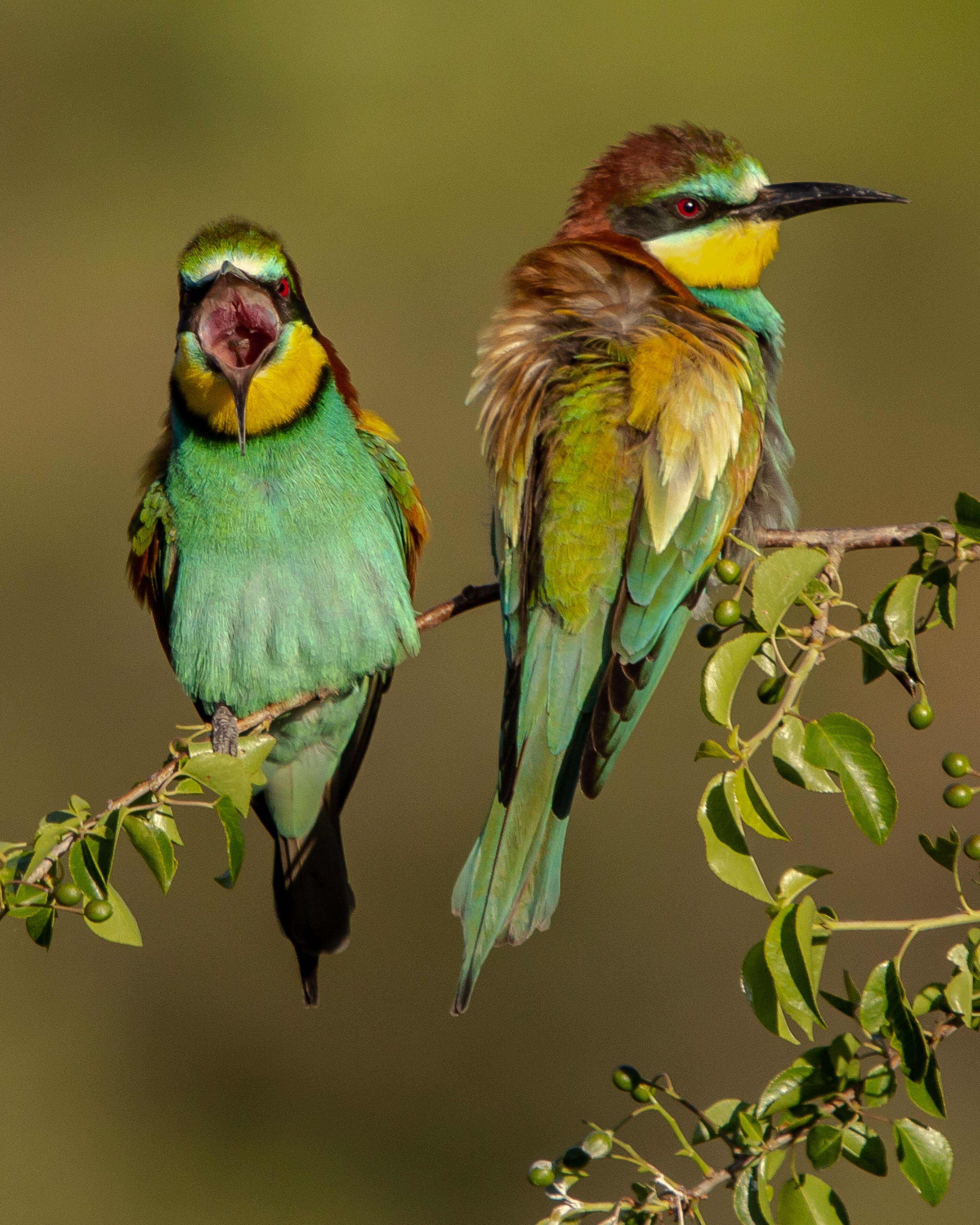 Image of bee-eater, european bee-eater