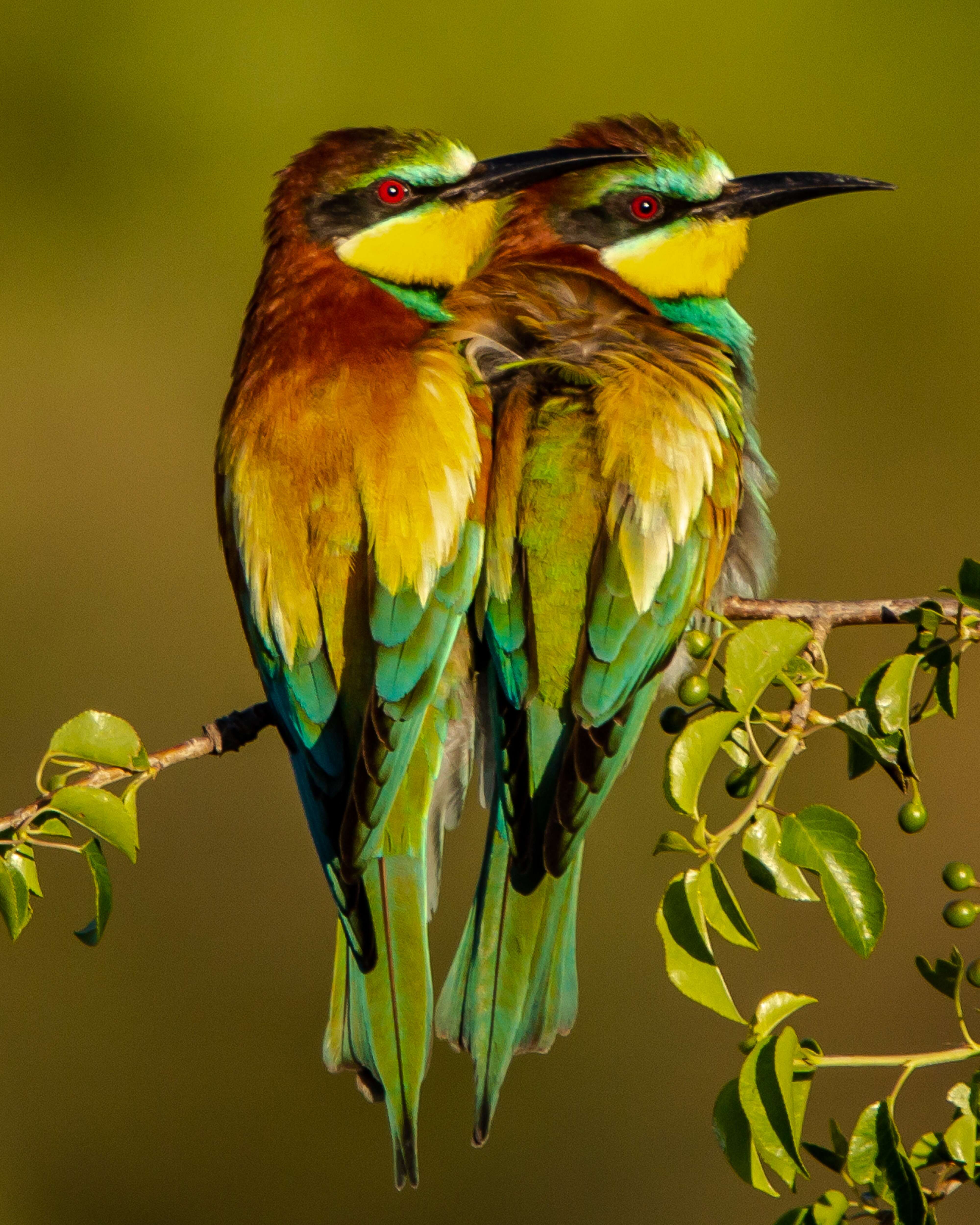 Image of bee-eater, european bee-eater