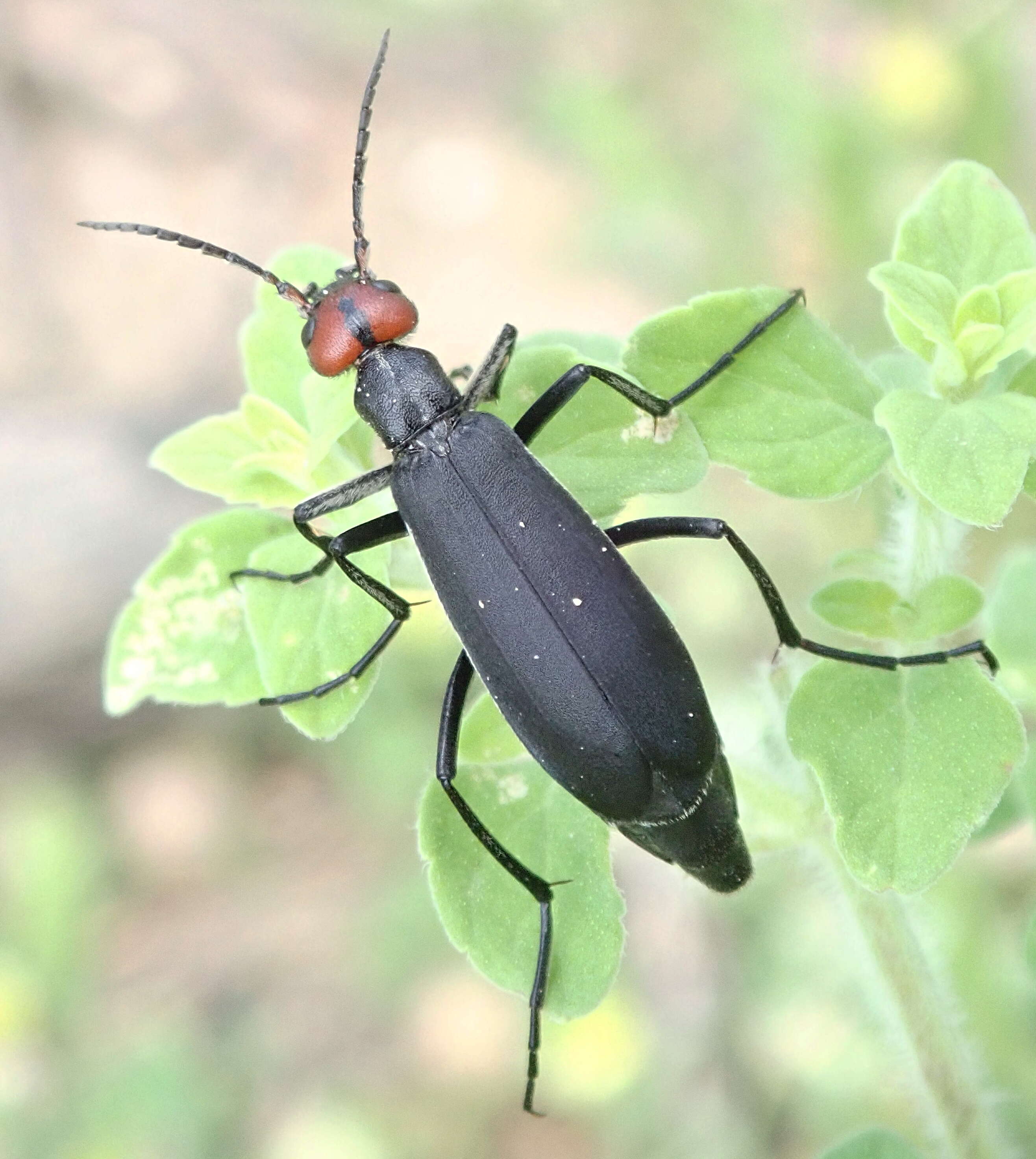 Image of Epicauta rufidorsum