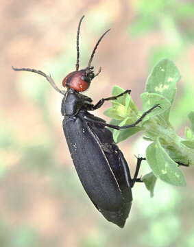 Image of Epicauta rufidorsum