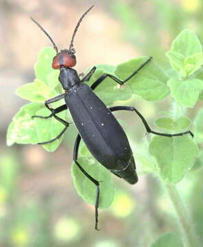 Image of Epicauta rufidorsum