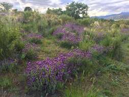 Image of French lavender