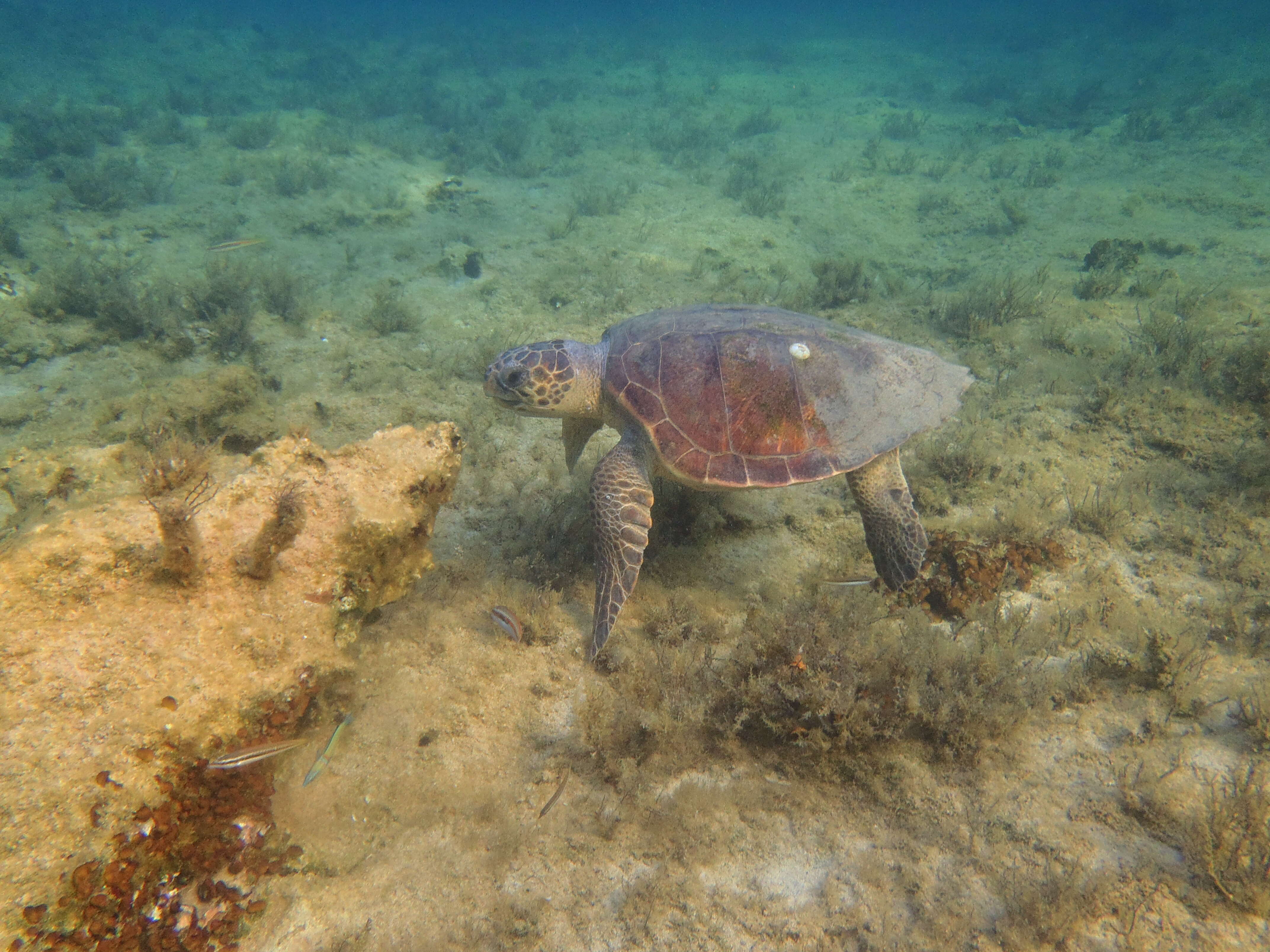 Image of Caretta