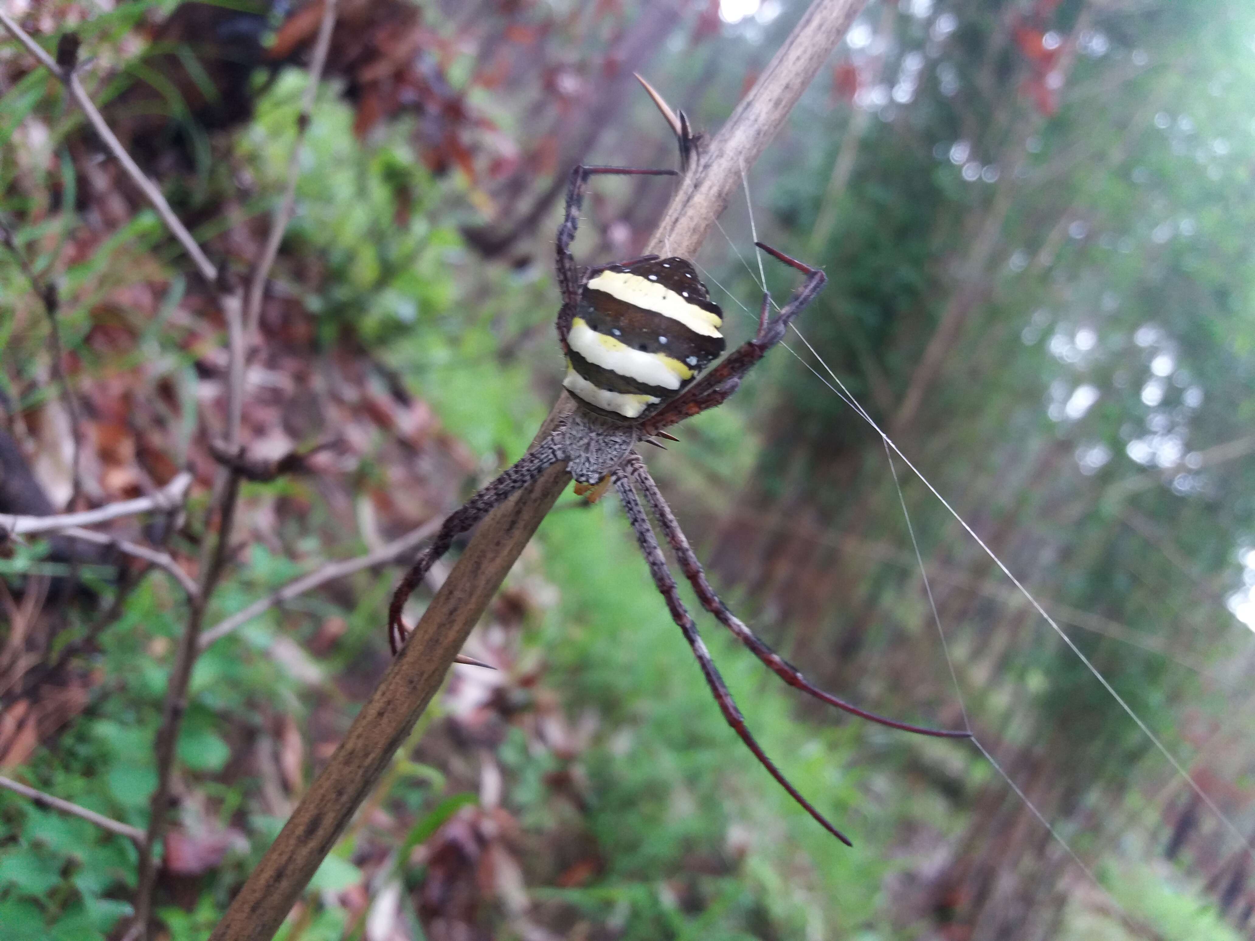 Image of Argiope pulchella Thorell 1881