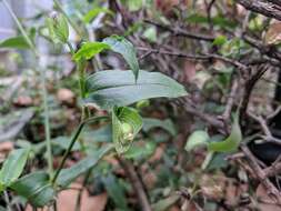 Image of Asiatic dayflower