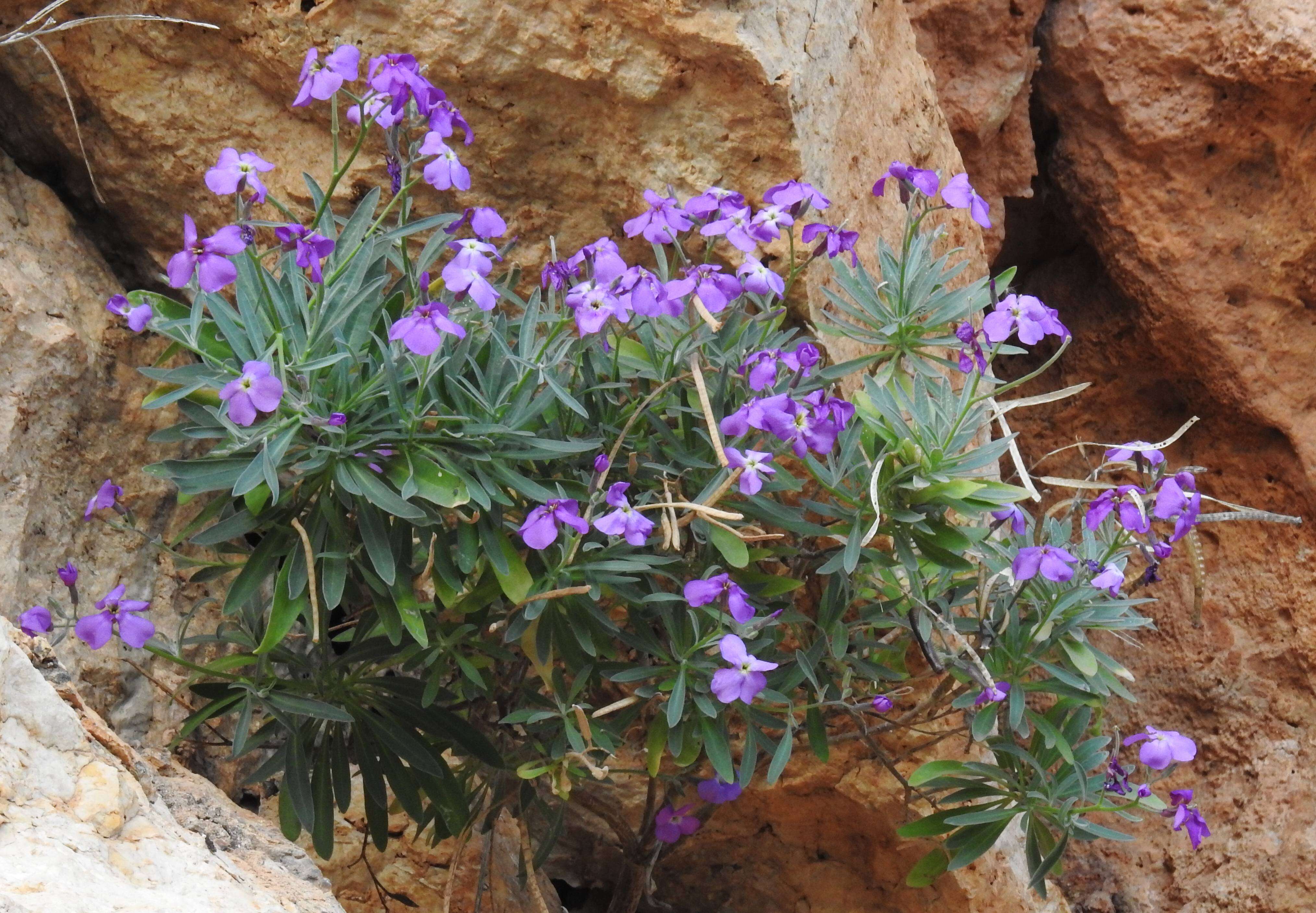 Plancia ëd Matthiola incana (L.) W. T. Aiton