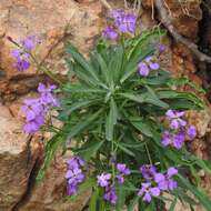 Plancia ëd Matthiola incana (L.) W. T. Aiton