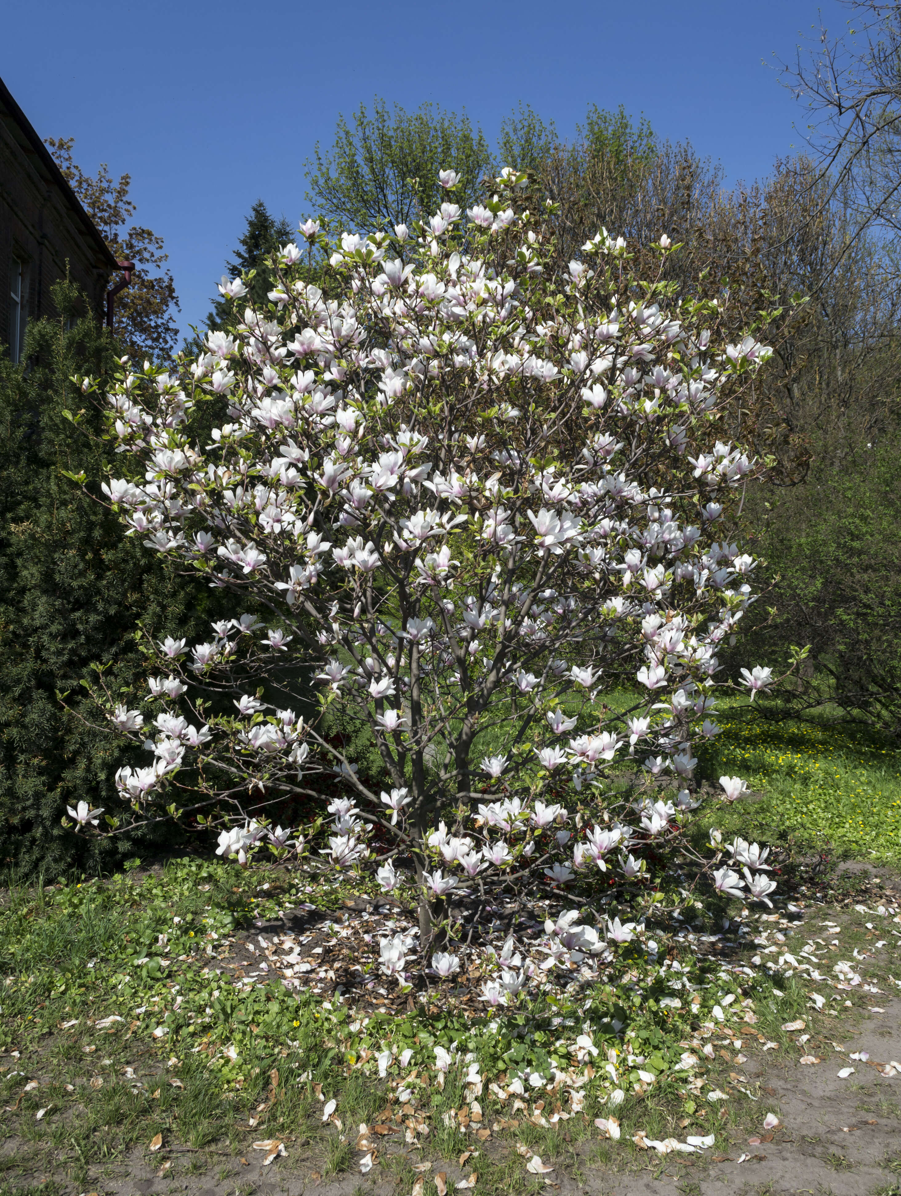 Image of Saucer magnolia