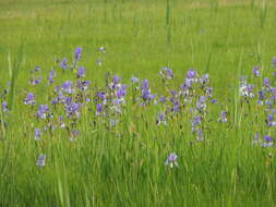 Image of German Iris