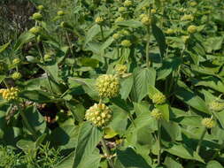 Image of Phlomis russeliana (Sims) Lag. ex Benth.