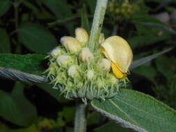 Image of Phlomis russeliana (Sims) Lag. ex Benth.