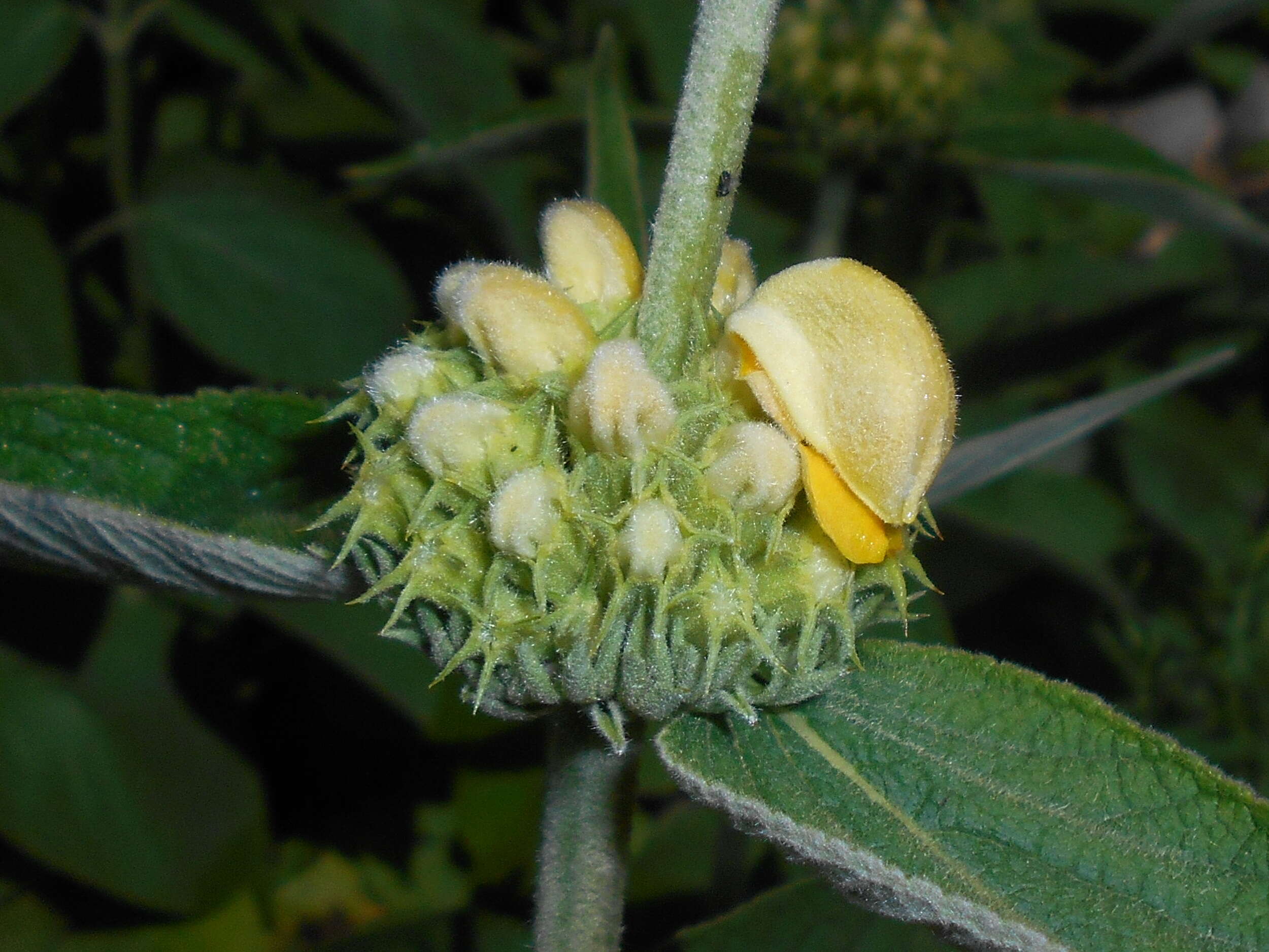 Image of Phlomis russeliana (Sims) Lag. ex Benth.