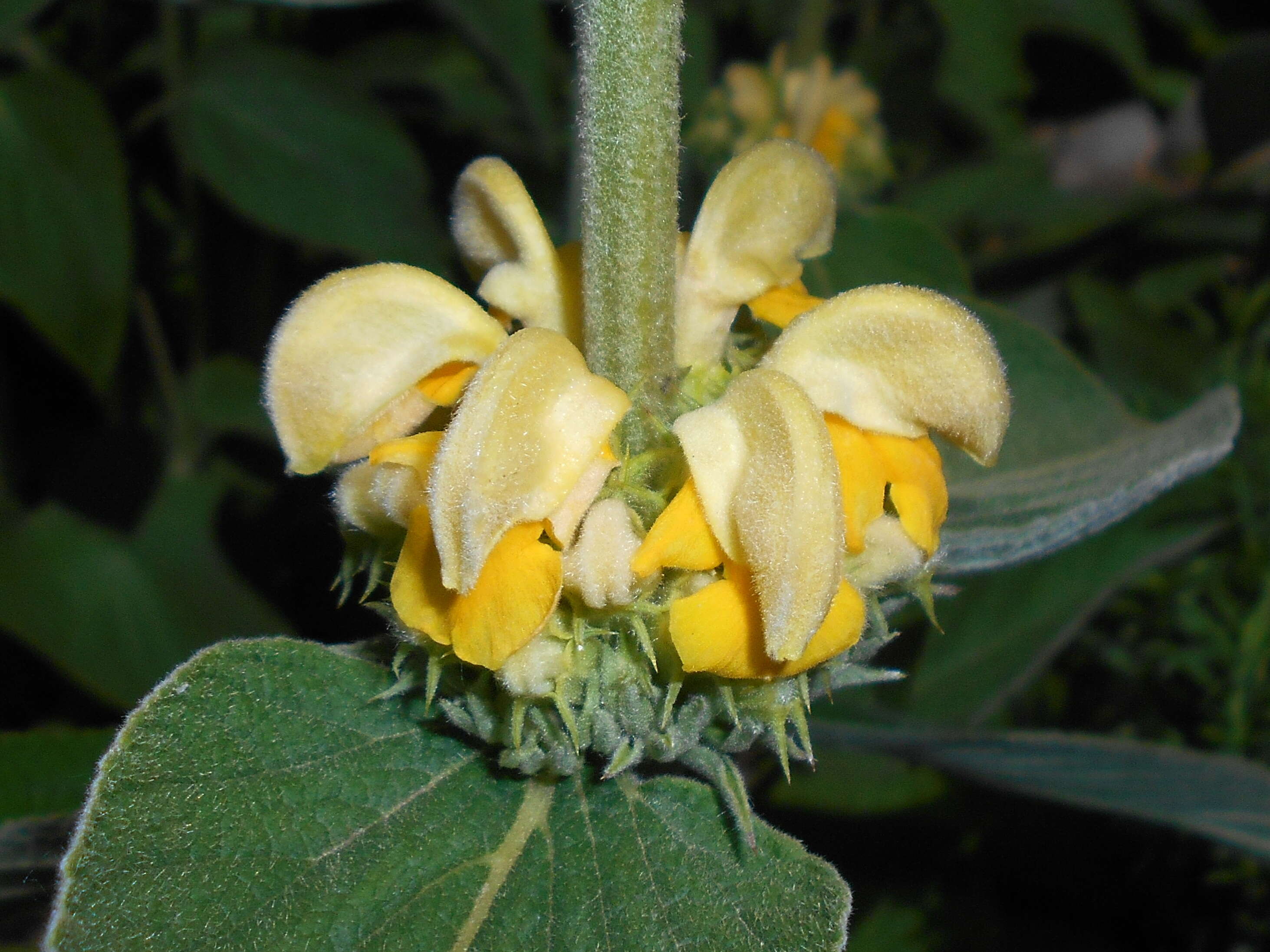 Image of Phlomis russeliana (Sims) Lag. ex Benth.