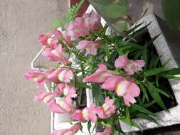 Image of Snap Dragons