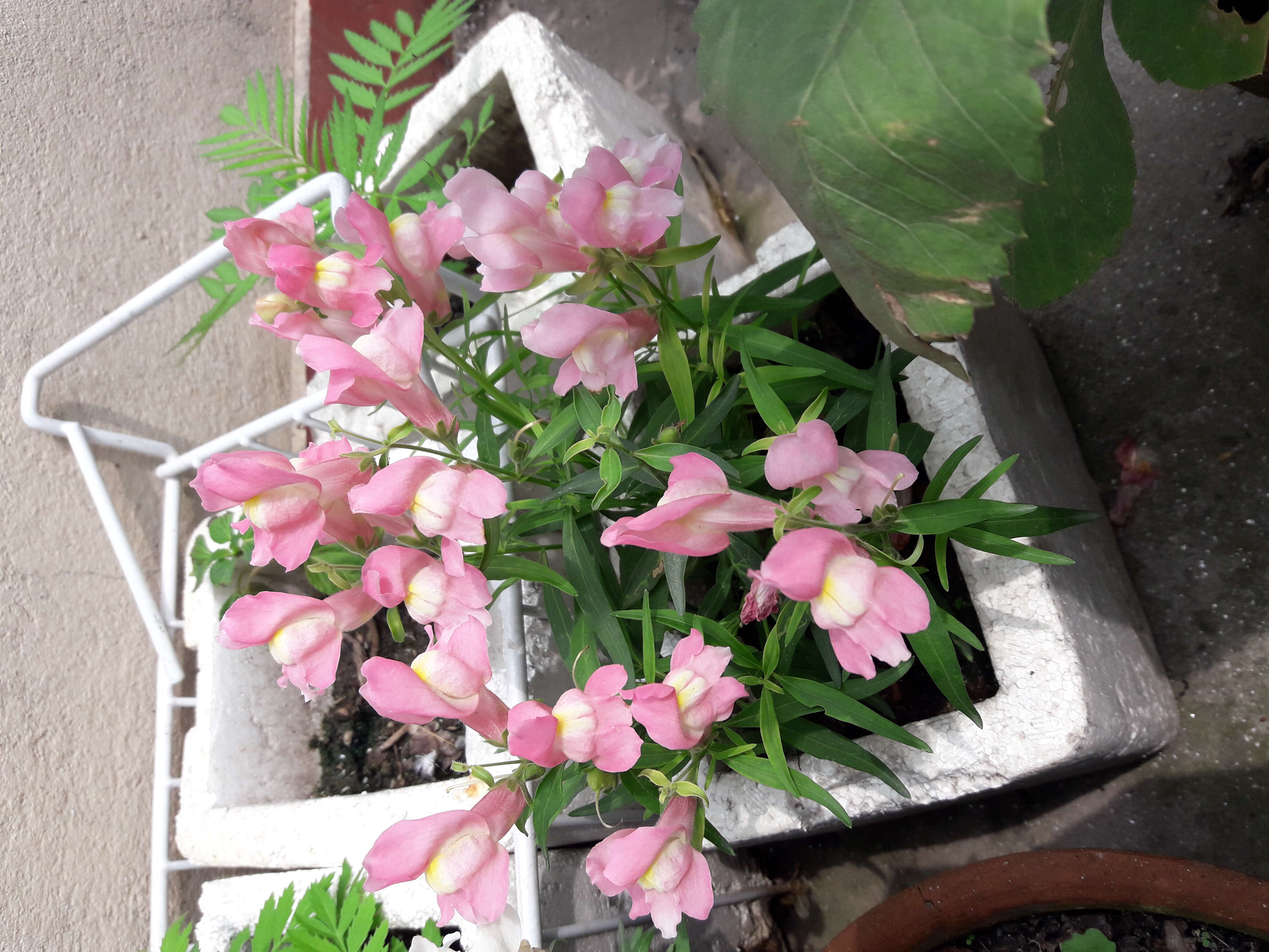 Image of Snap Dragons