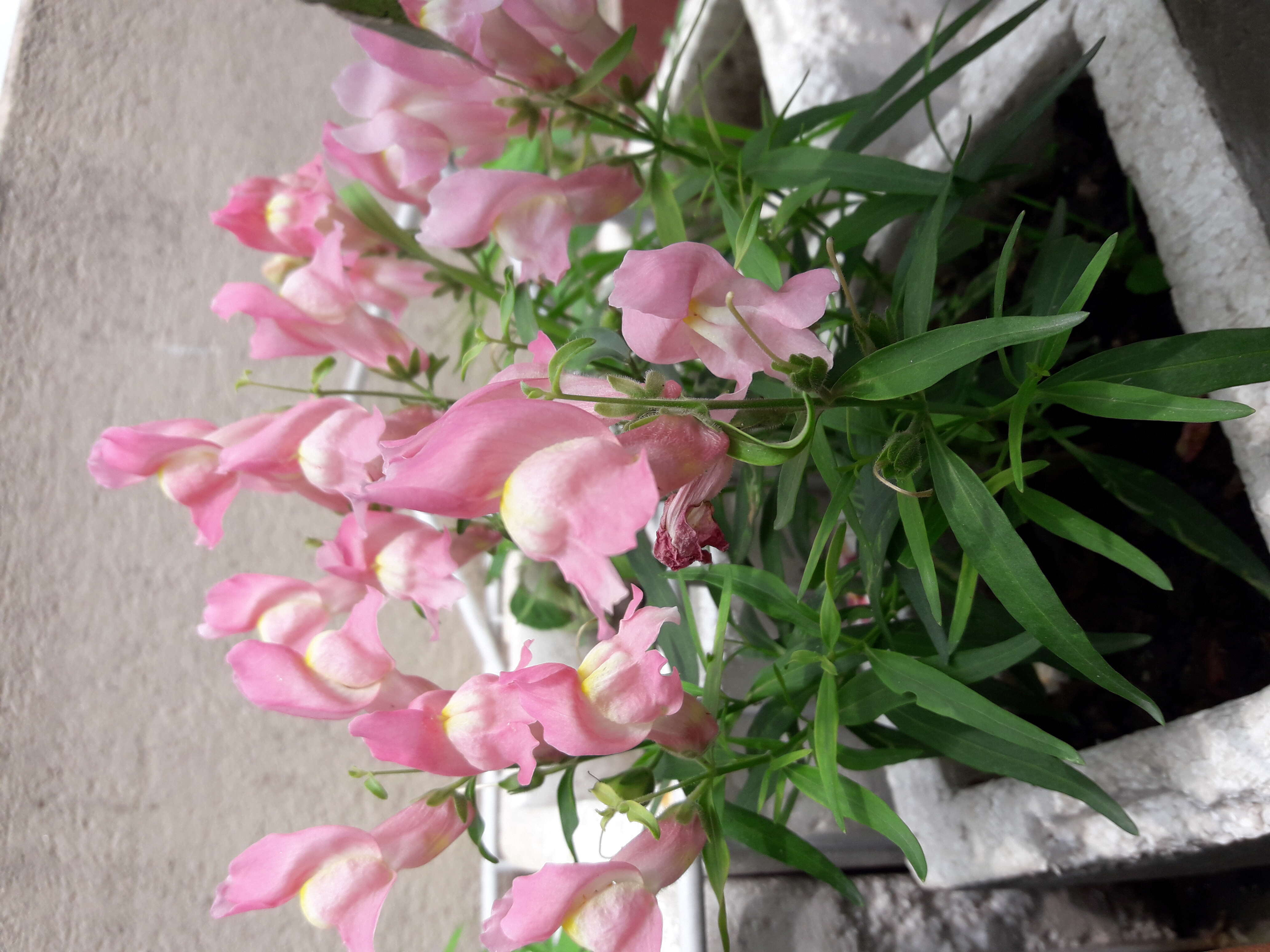 Image of Snap Dragons