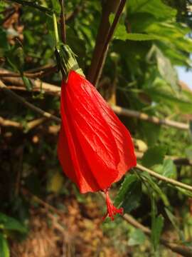 Image of wax mallow