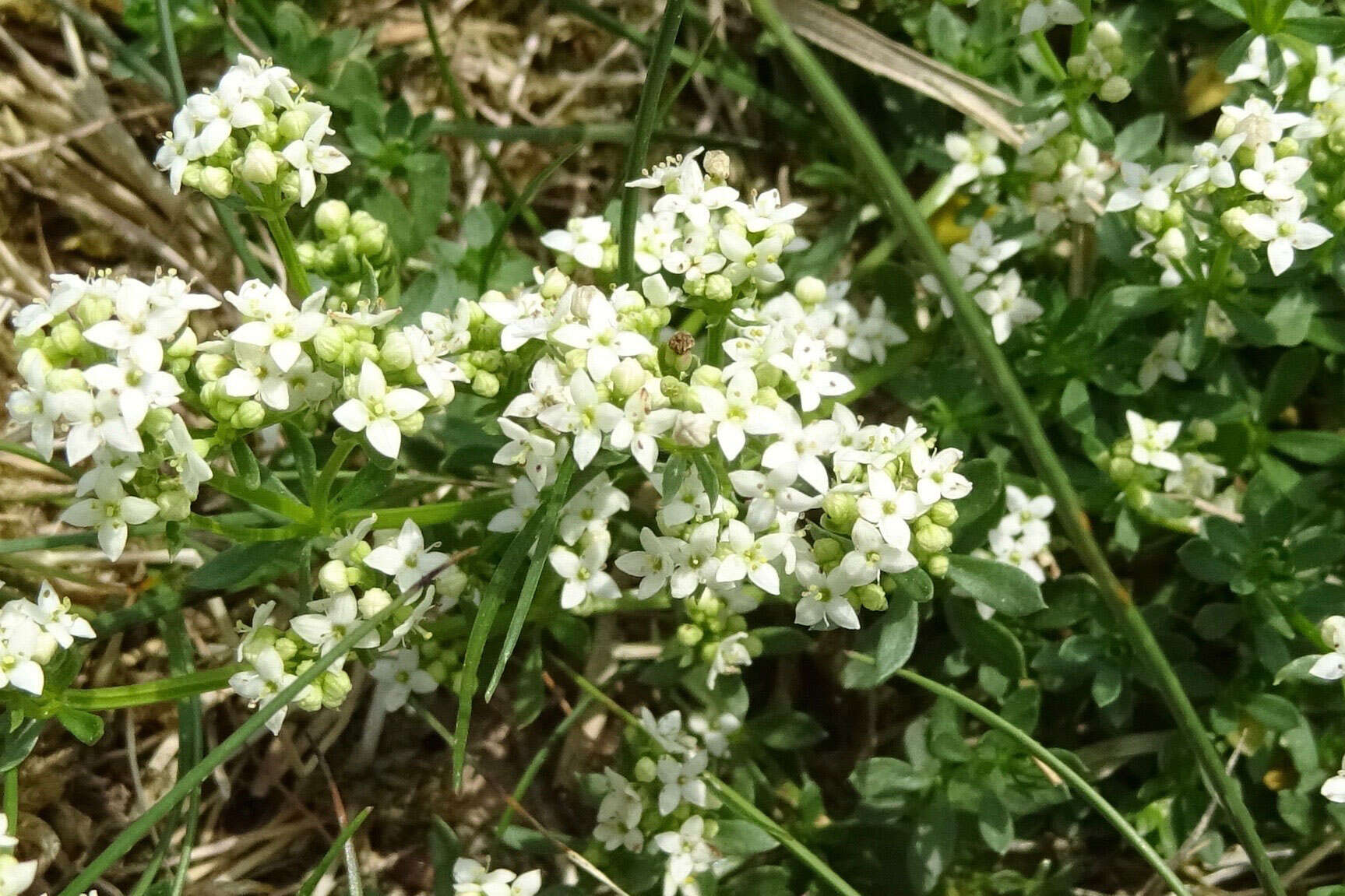 Imagem de Galium saxatile L.