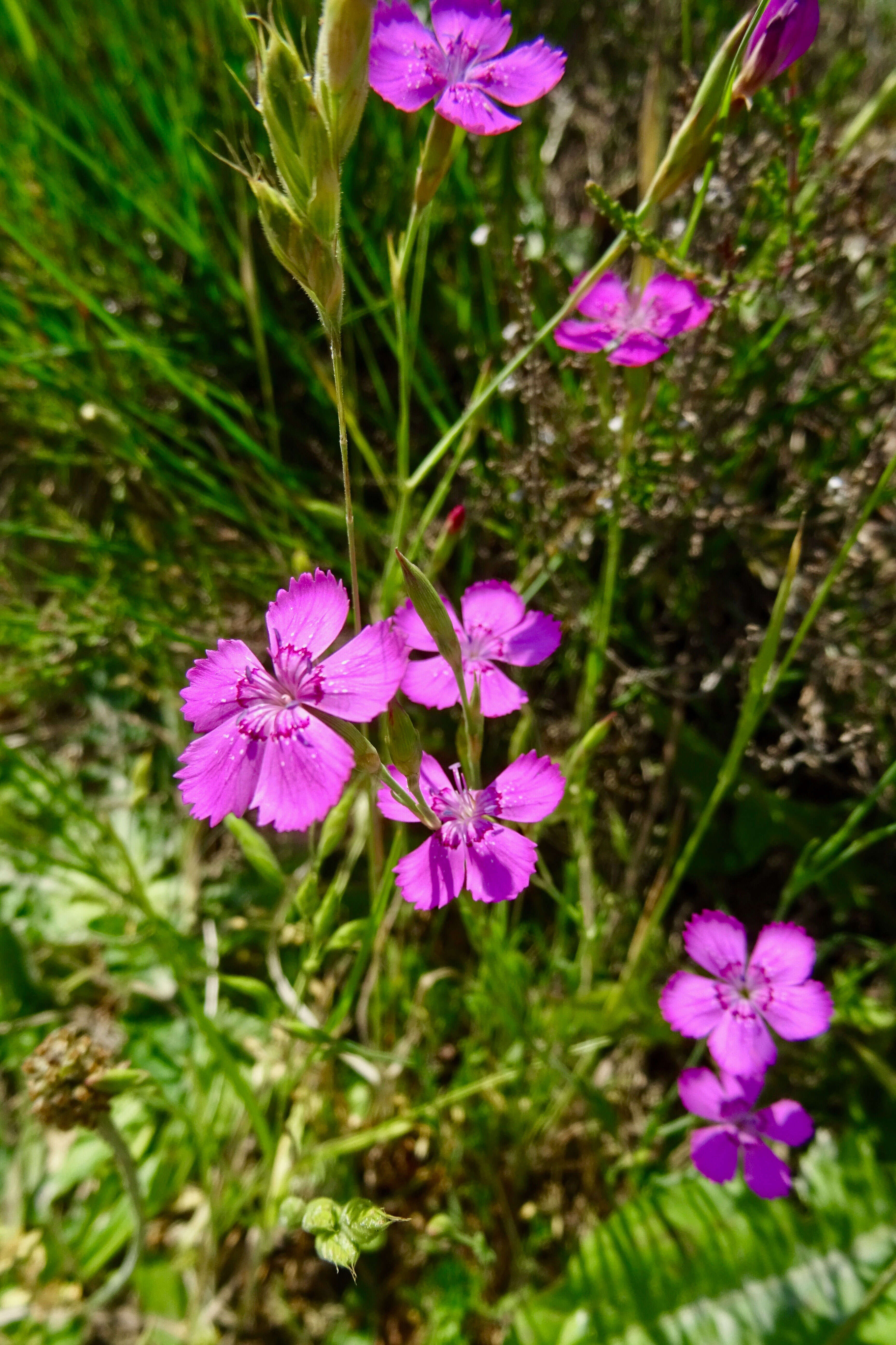 Слика од Dianthus deltoides L.