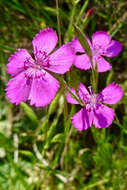 Слика од Dianthus deltoides L.