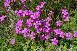 Слика од Dianthus deltoides L.