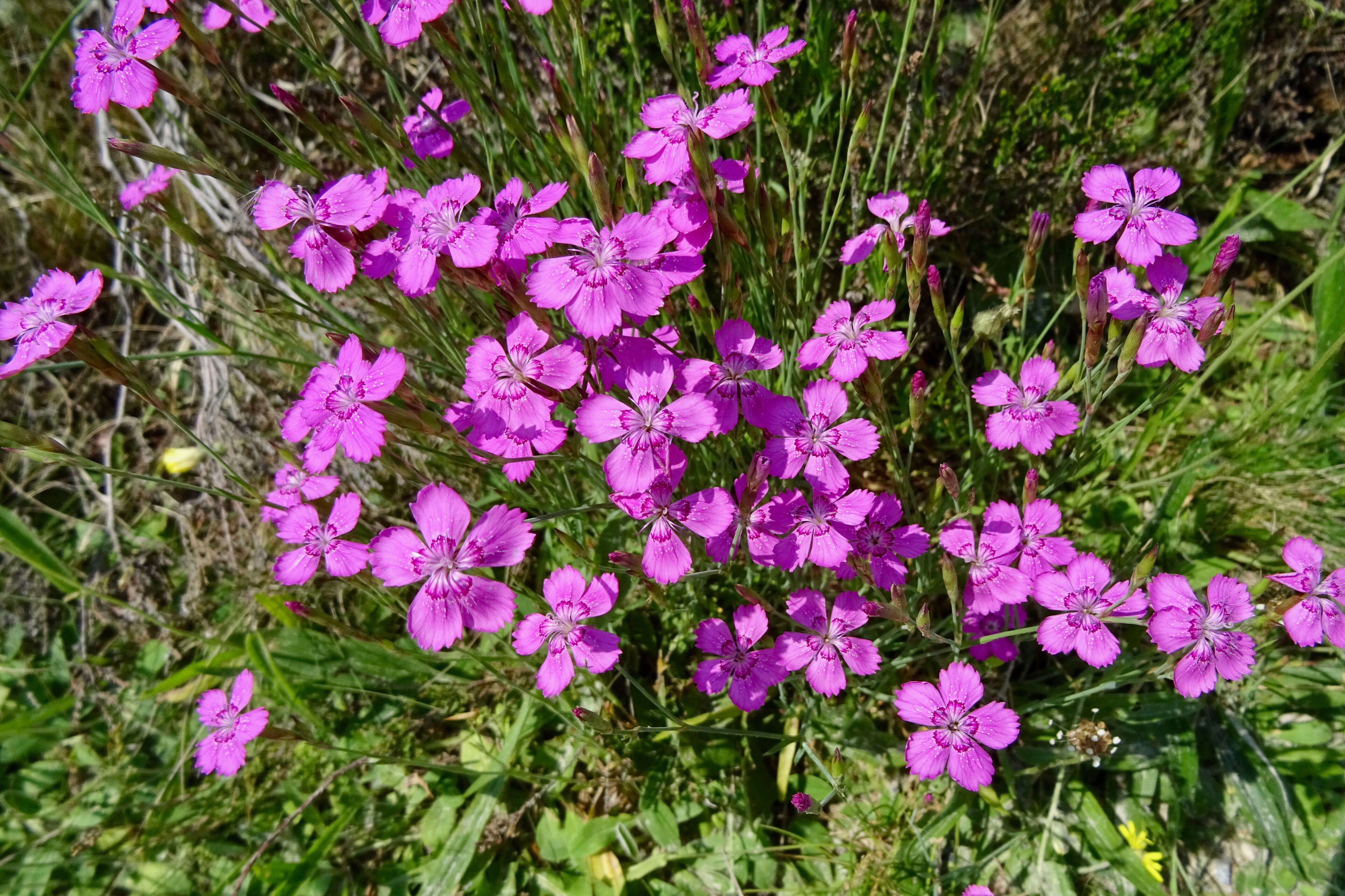 Слика од Dianthus deltoides L.