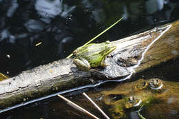 Image of Eurasian Marsh Frog