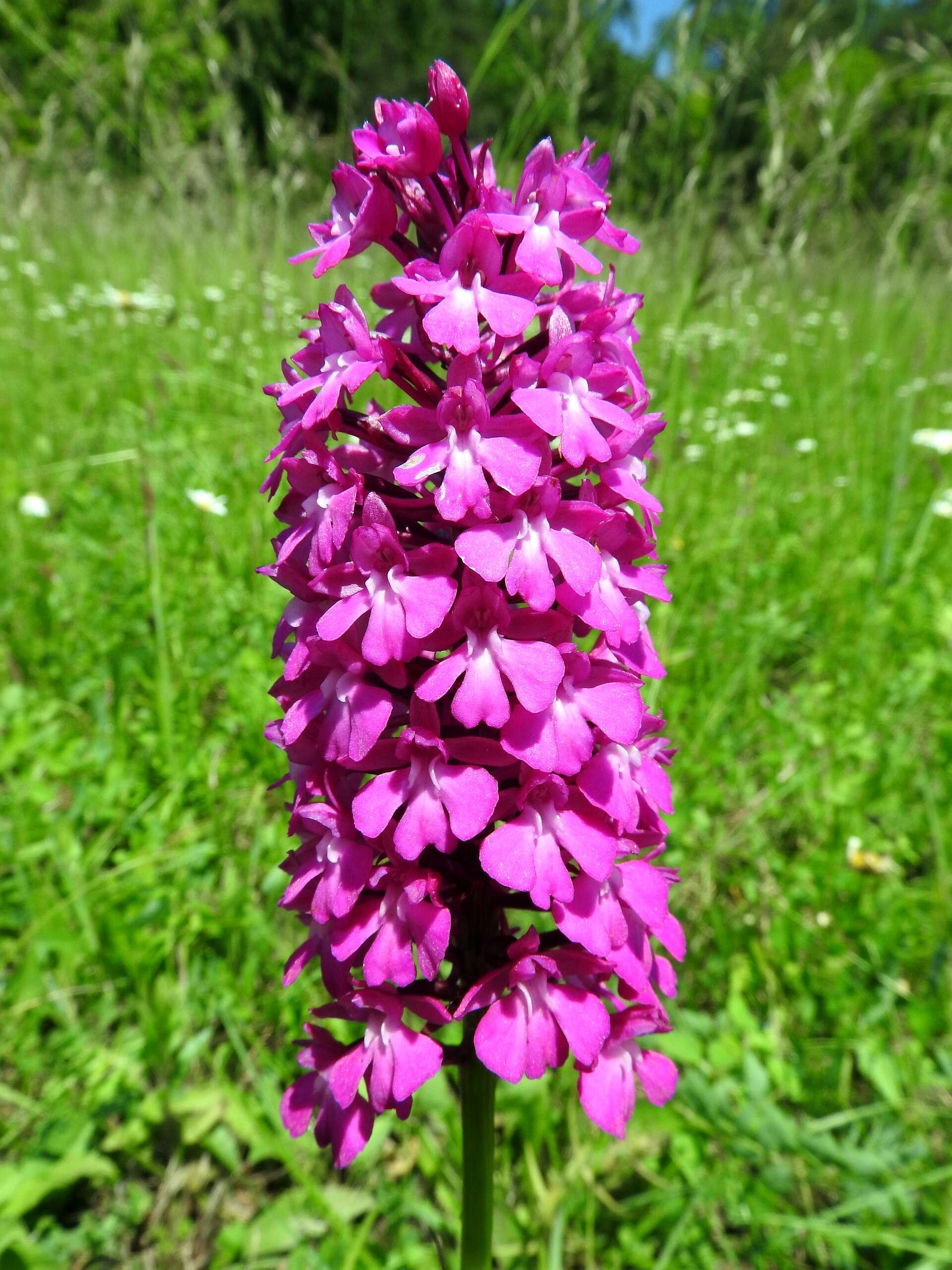 Image of Pyramidal orchid