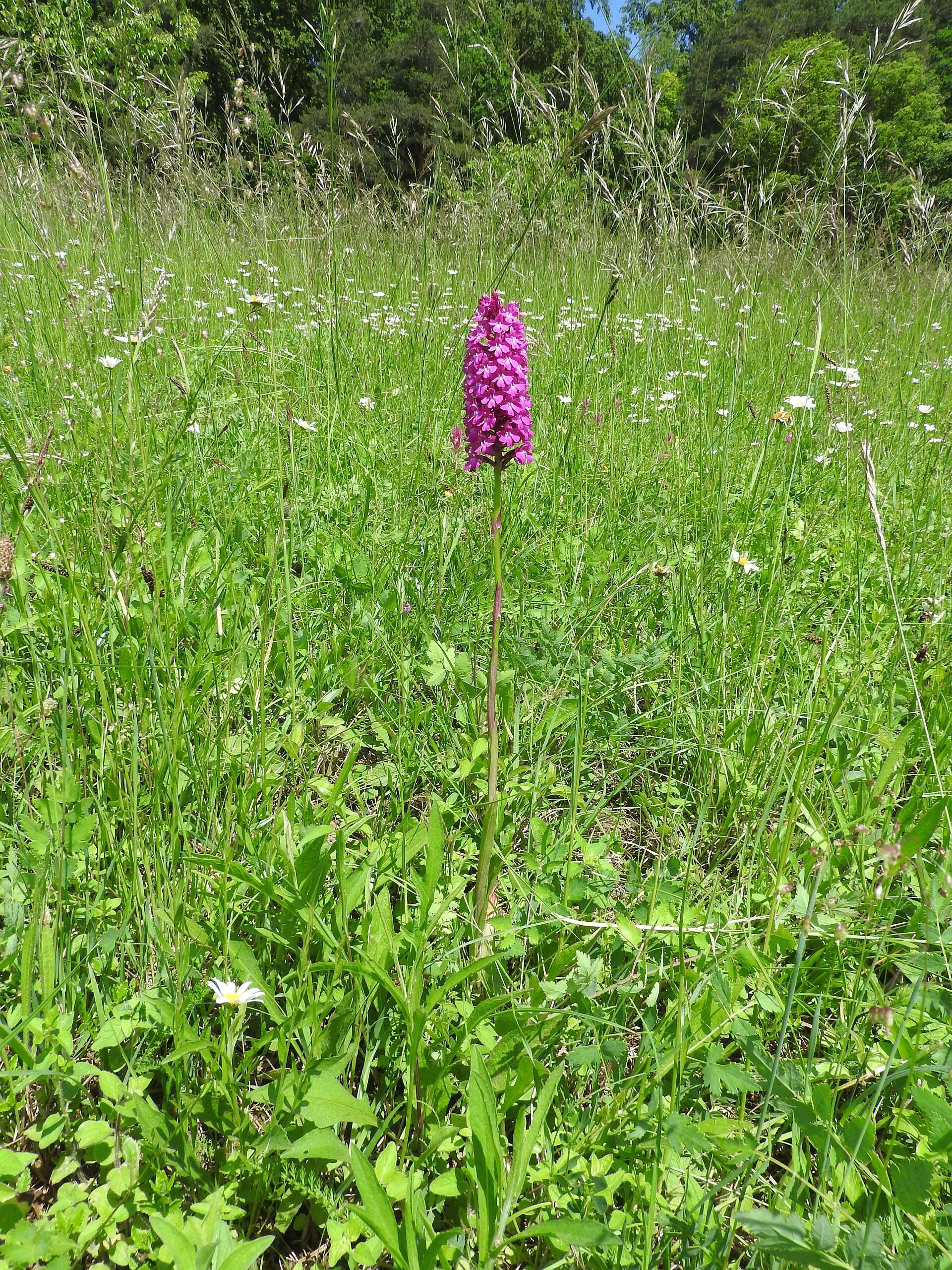 صورة Anacamptis pyramidalis (L.) Rich.