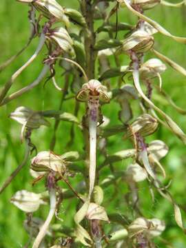 Image of Lizard orchid