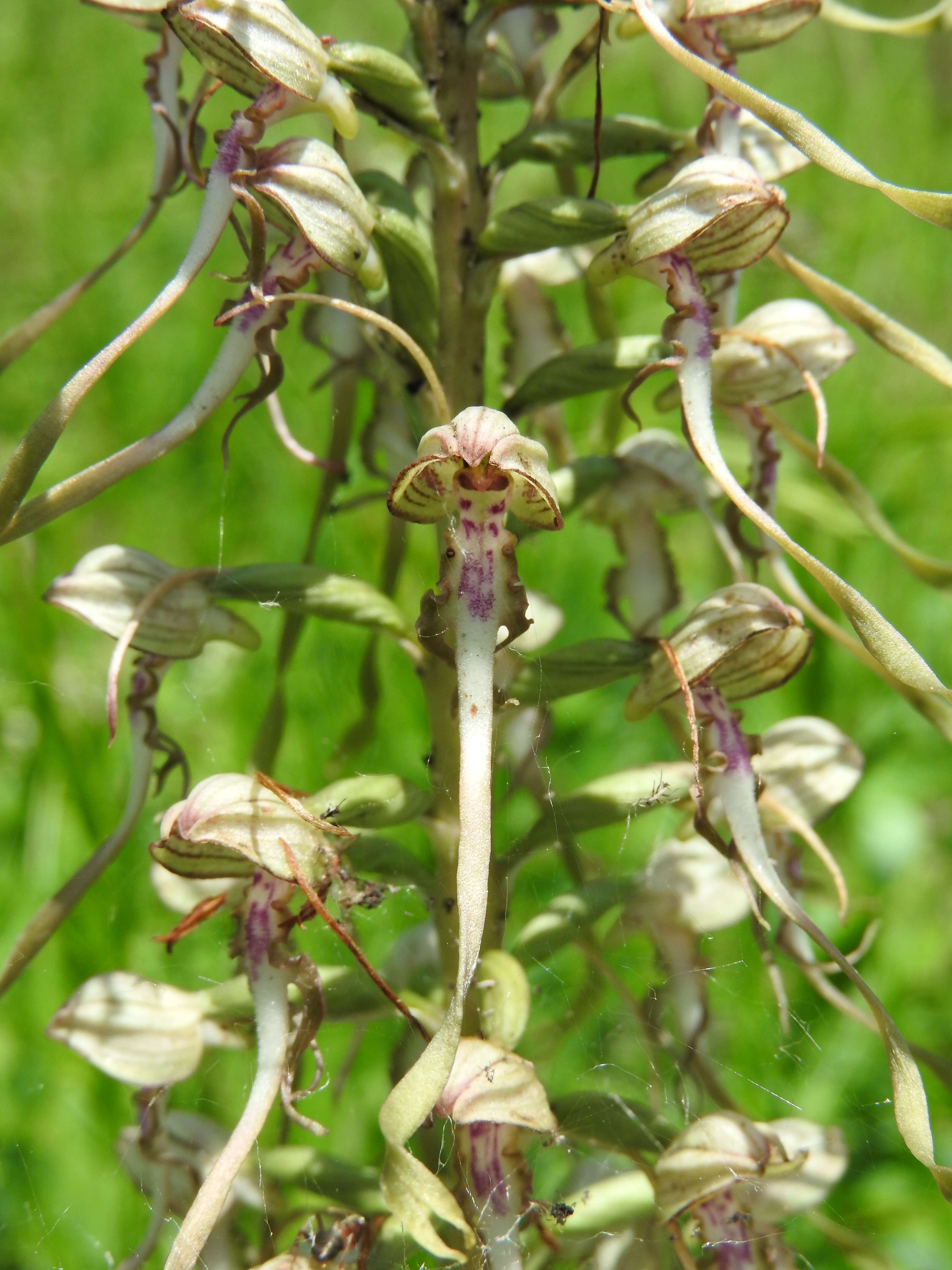 Himantoglossum hircinum (L.) Spreng. resmi