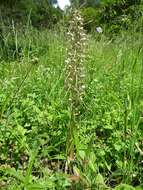 Image of Lizard orchid