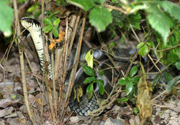 Image of Grass Snake