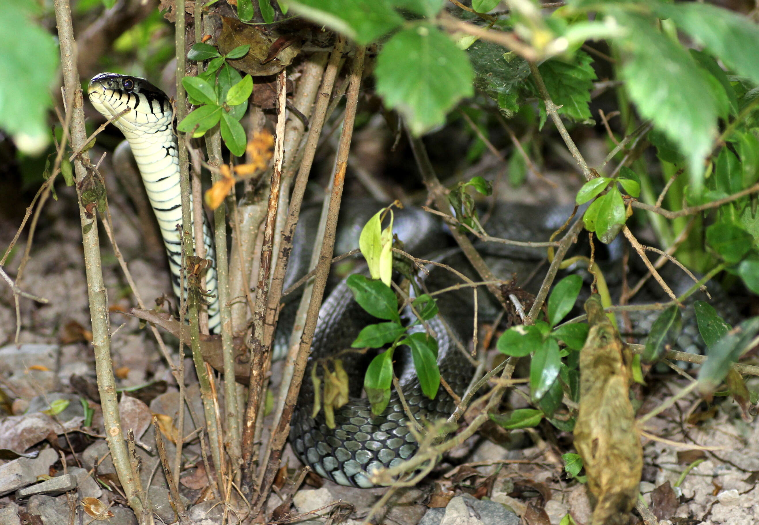 Image of Grass Snake