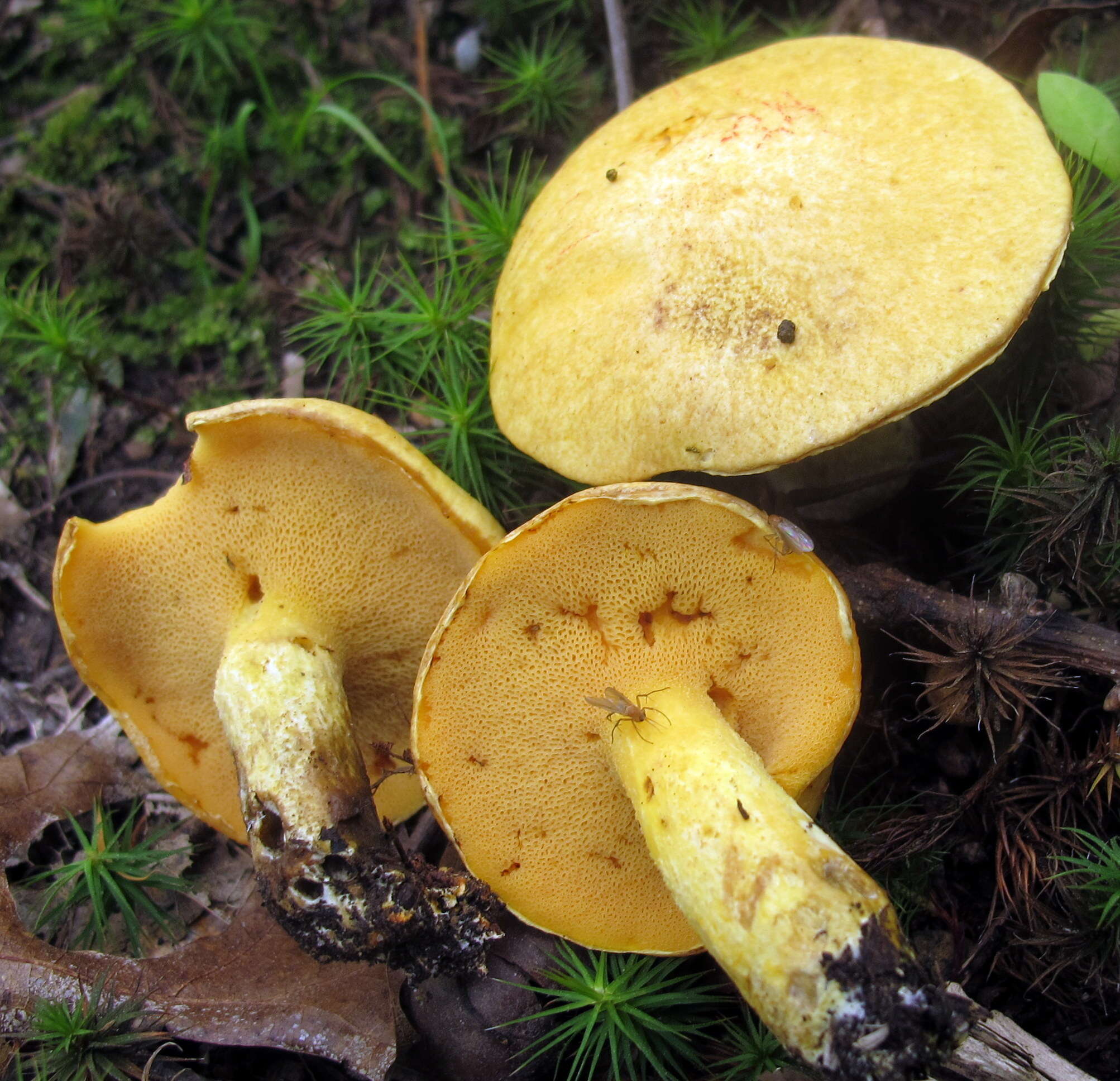 Image of Suillus subaureus (Peck) Snell 1944