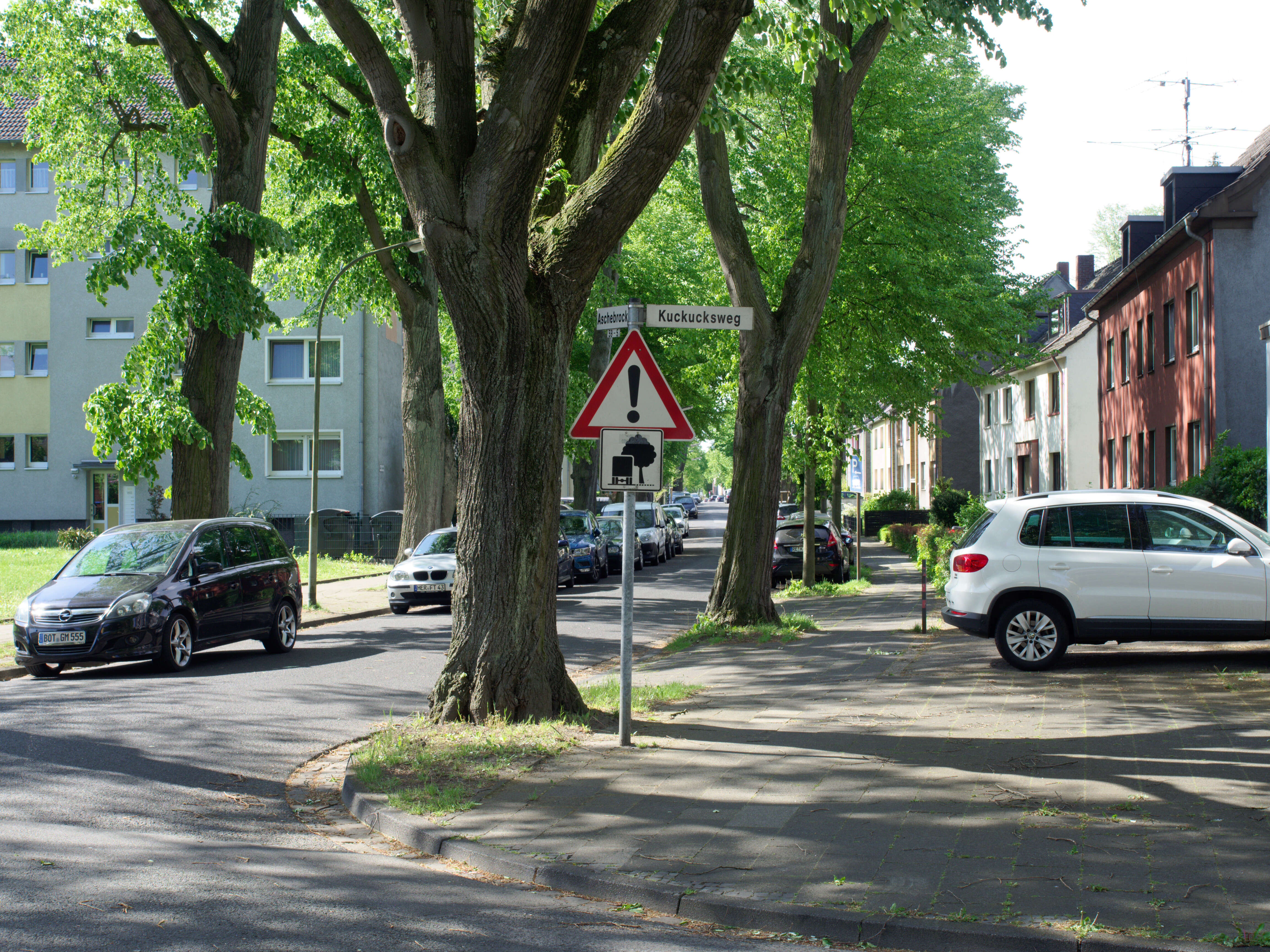 Image of Basswood