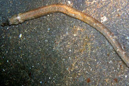 Image of Brown pipefish