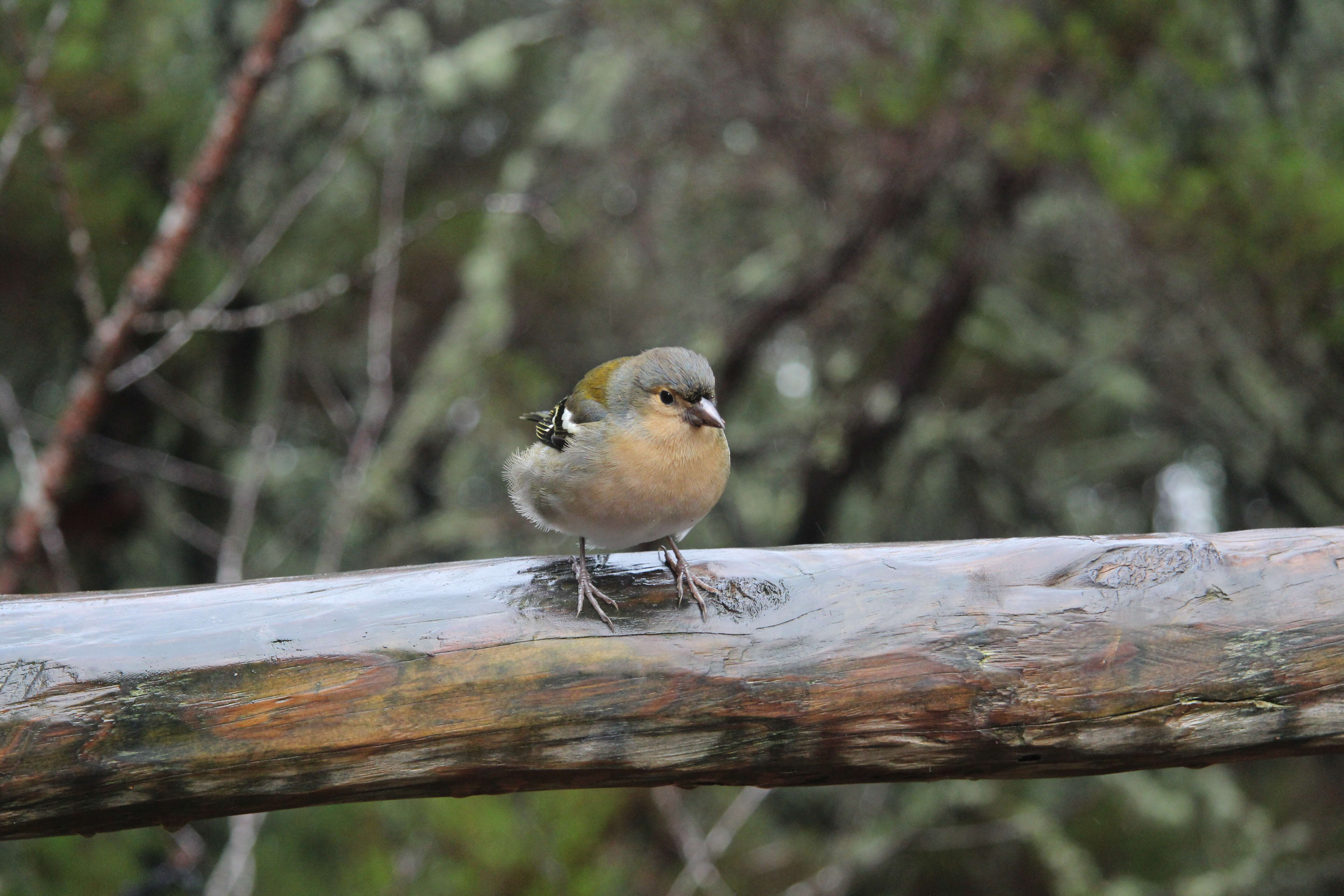 Image of Madeiran Chaffinch