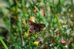 Image of Lesser Mountain Ringlet