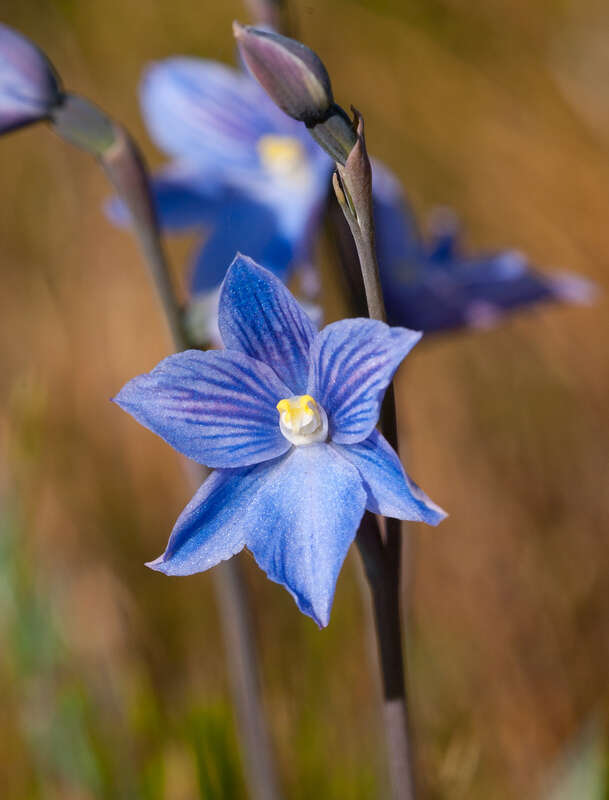 Image of Veined sun orchid