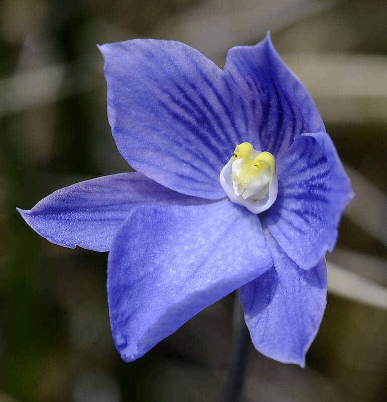 Image of Veined sun orchid