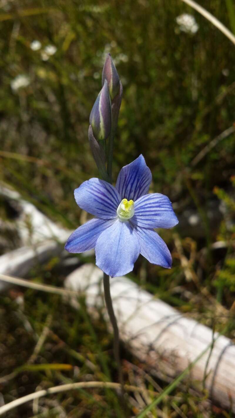 Image of Veined sun orchid