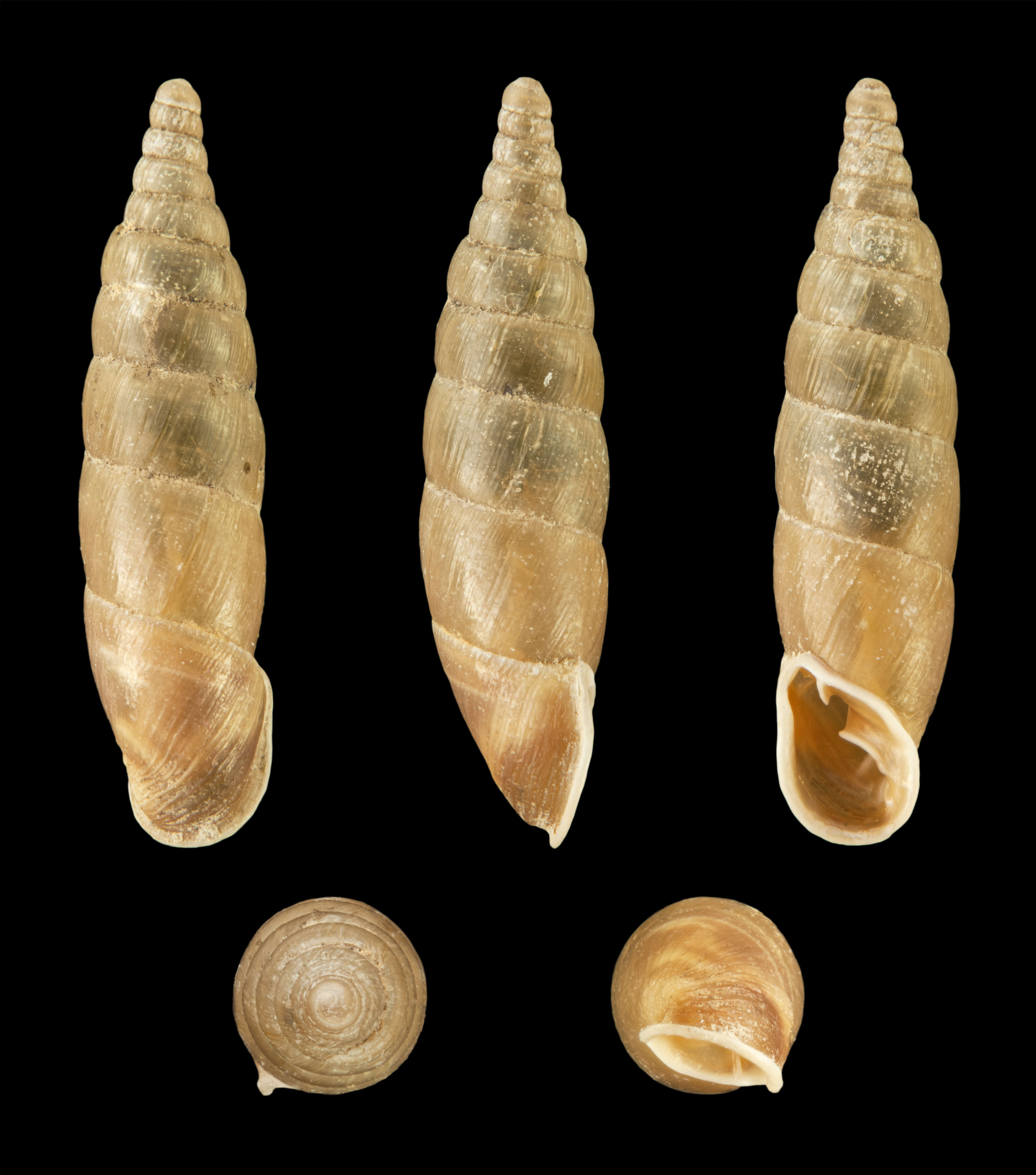 Image de Cochlodina laminata (Montagu 1803)