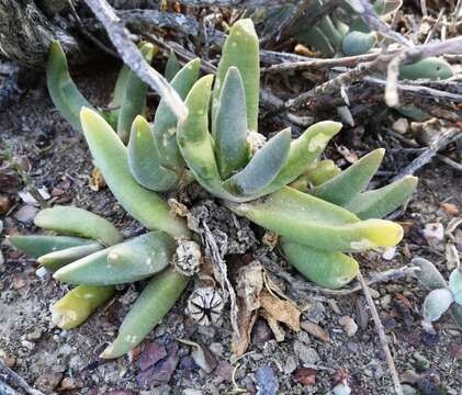 Image of Glottiphyllum fergusoniae L. Bol.