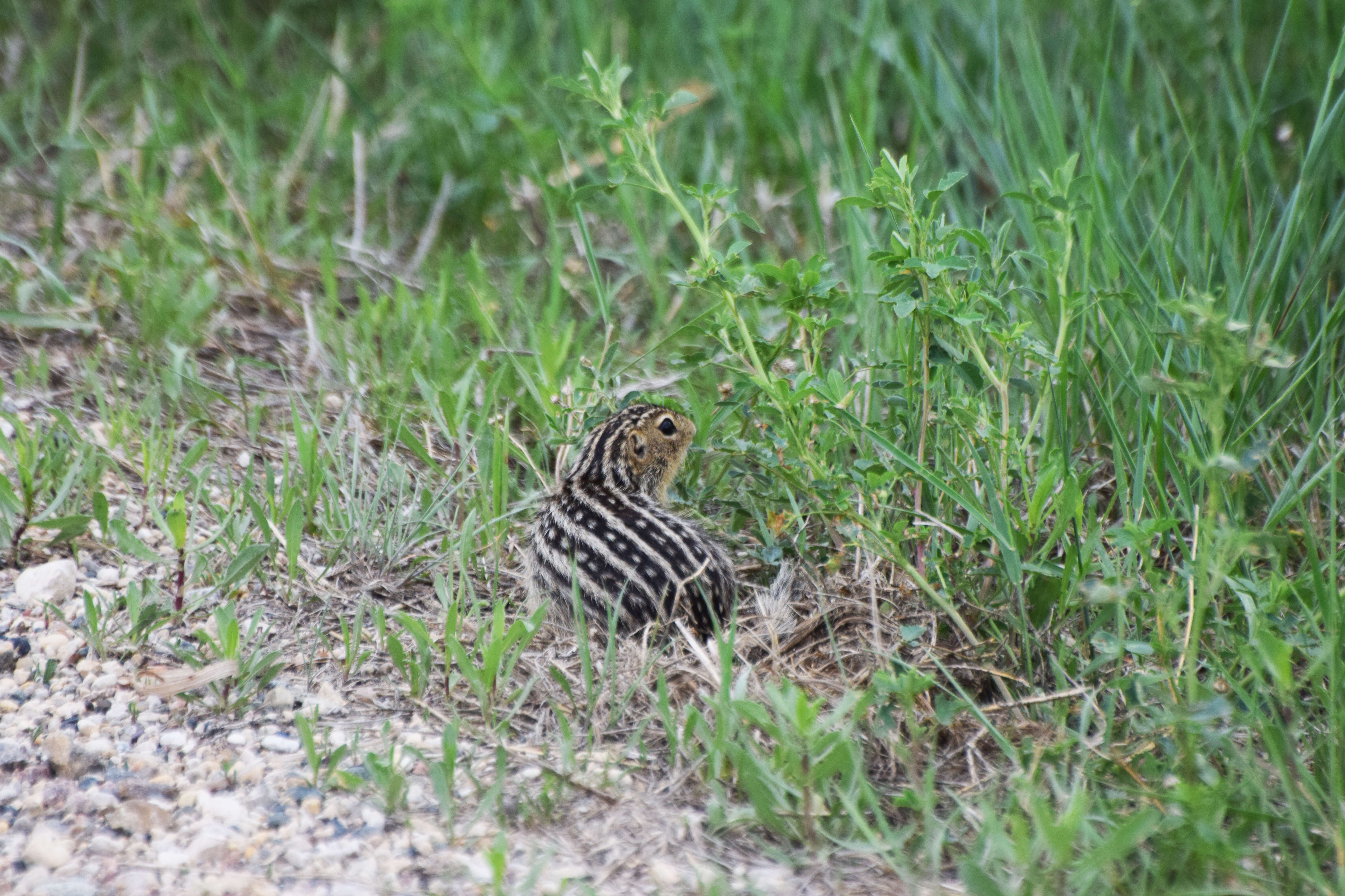 Image of thirteen-lined ground squirrel